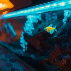 5 Ideas For A Fish Tank In Your Bedroom