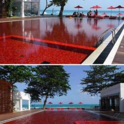 Blood red pool