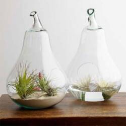 pear vase and terrarium