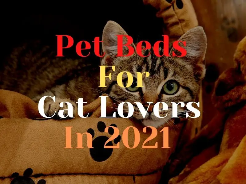 Pet Beds For Cat Lovers In 2021