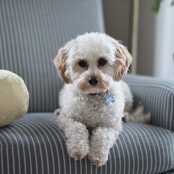 A dog sitting in a chair