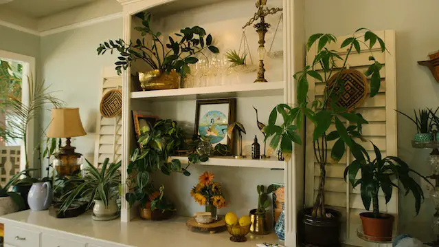 Plants in a living room