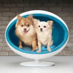 Pet Furniture Designs