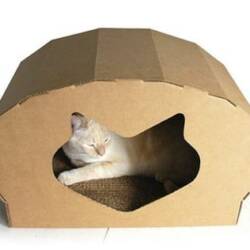 The Kittypod Dome1